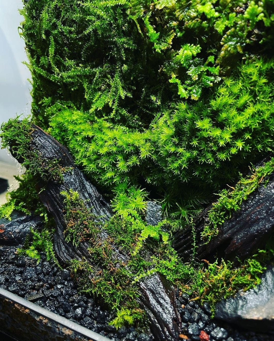 Black Box Collection Square Medium#004~樹林~