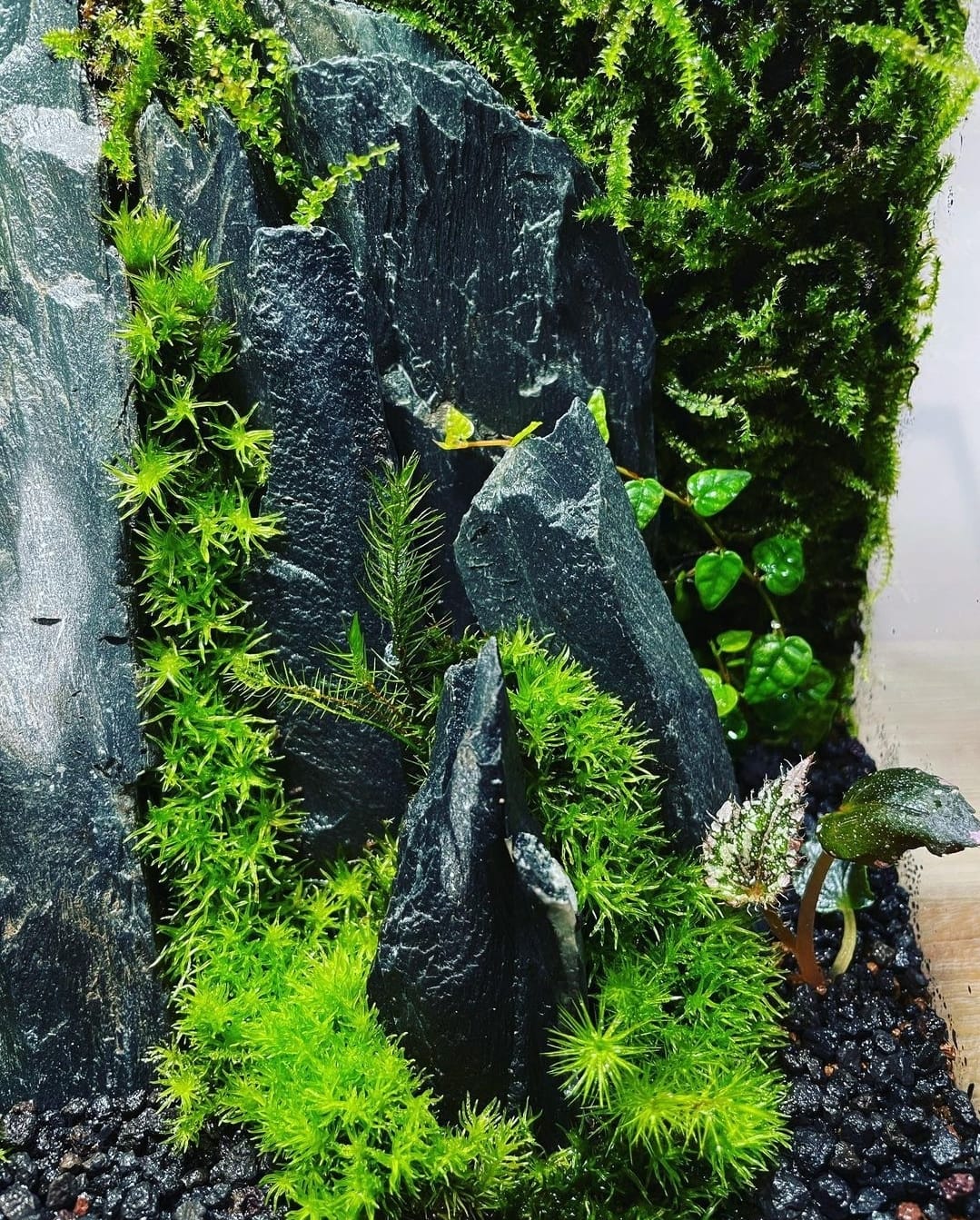 Black Box Collection Square Medium#003~城堡~