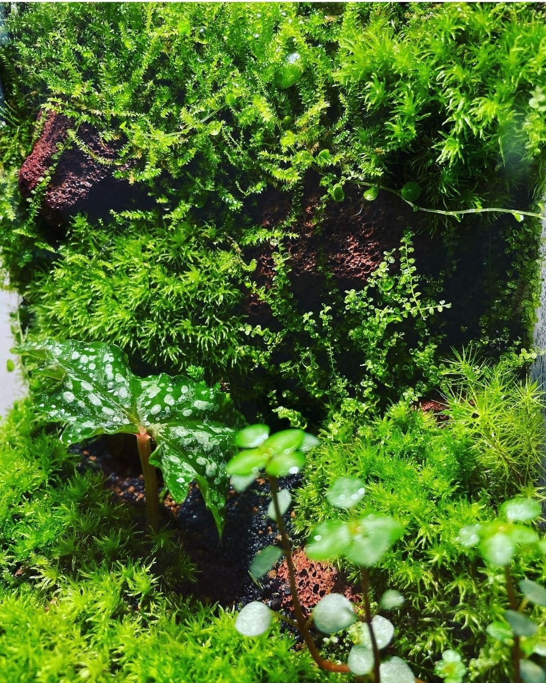 Black Box Collection Straight Large#005~莊園~