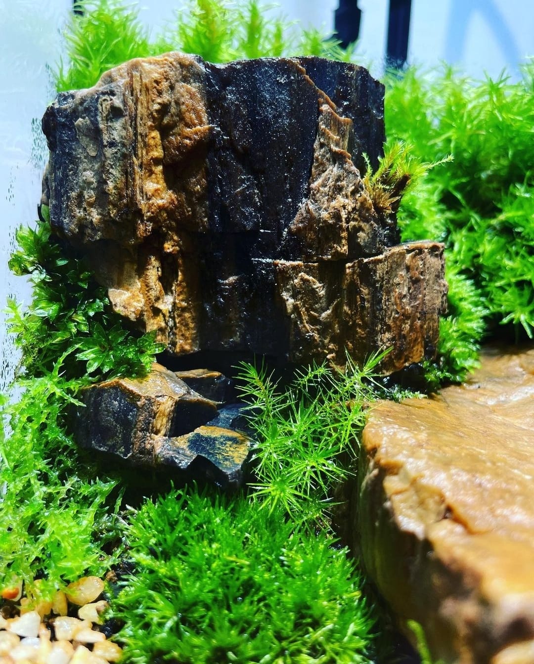 Black Box Collection Straight Large#006~君臨天下~