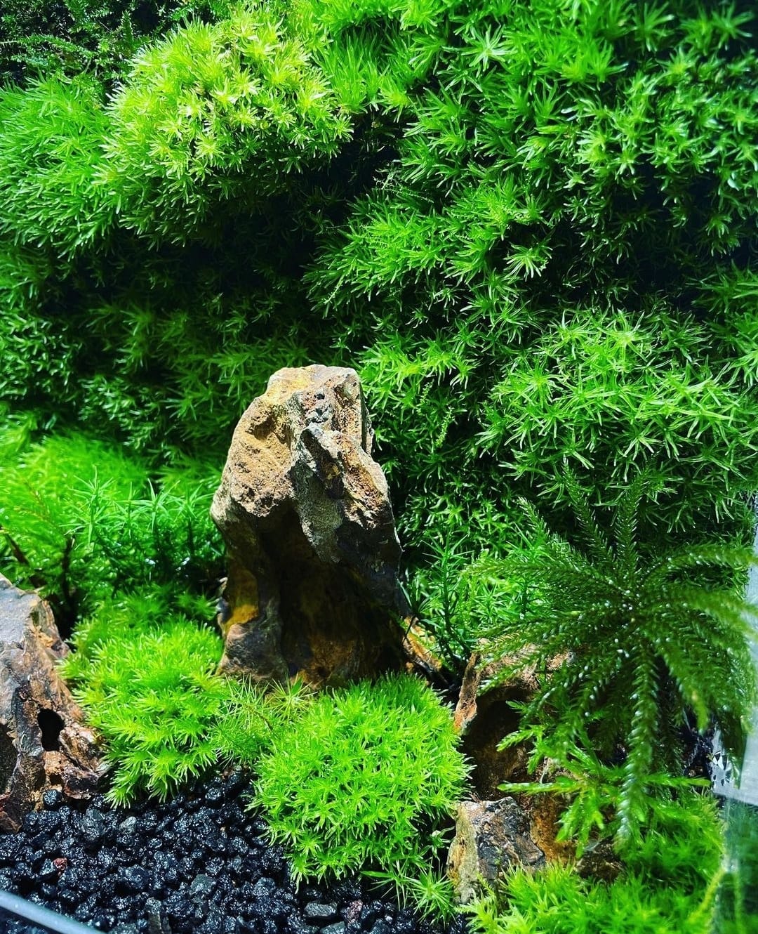 Black Box Collection Square Large#007~叢林~