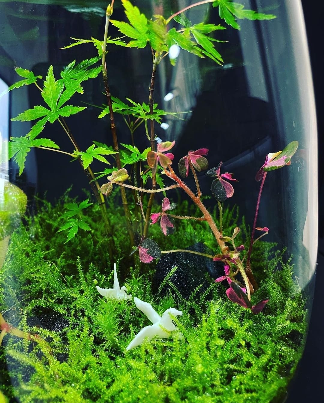 Helium Balloon Collection Medium #002~在一起~