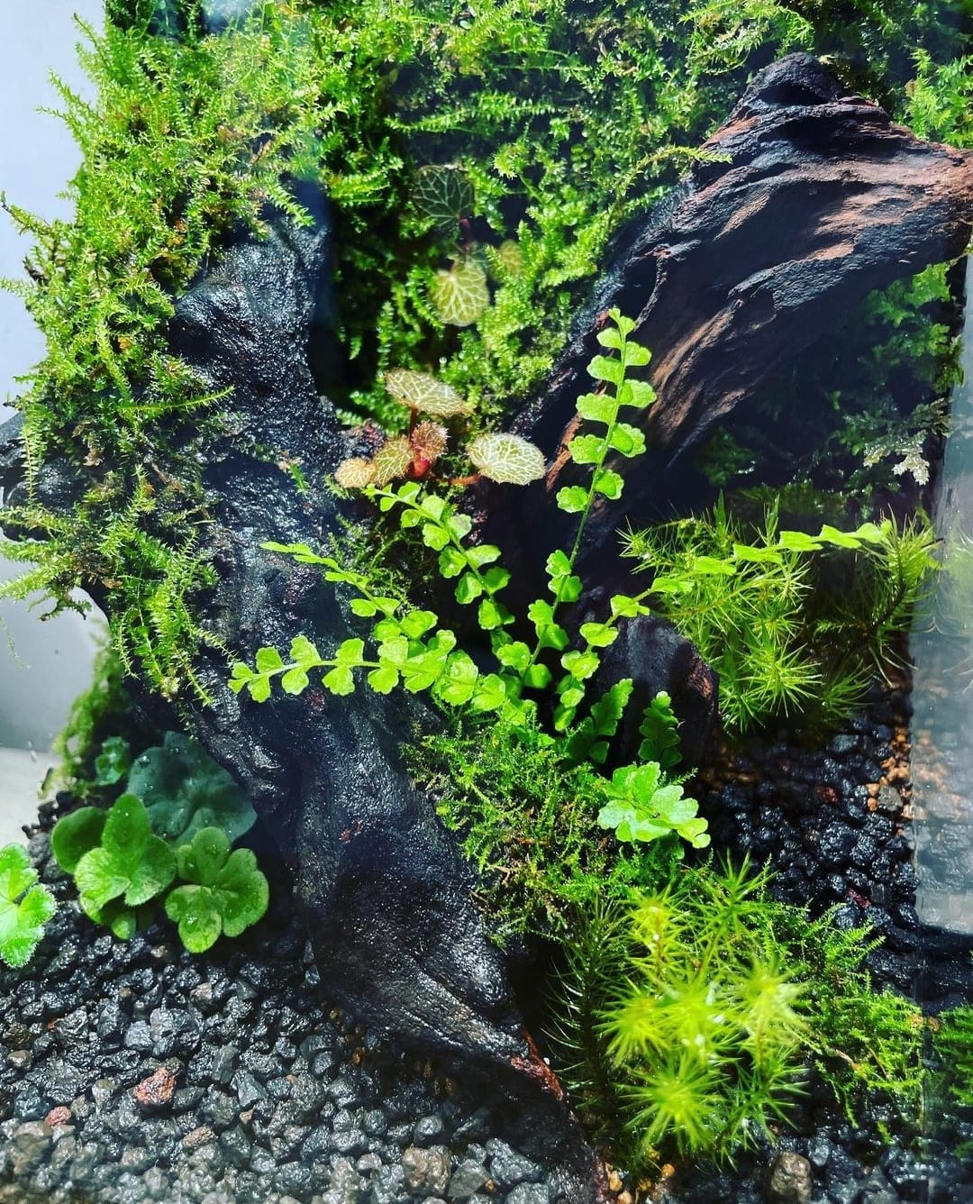 Black Box Collection Straight Large#009~古樹~