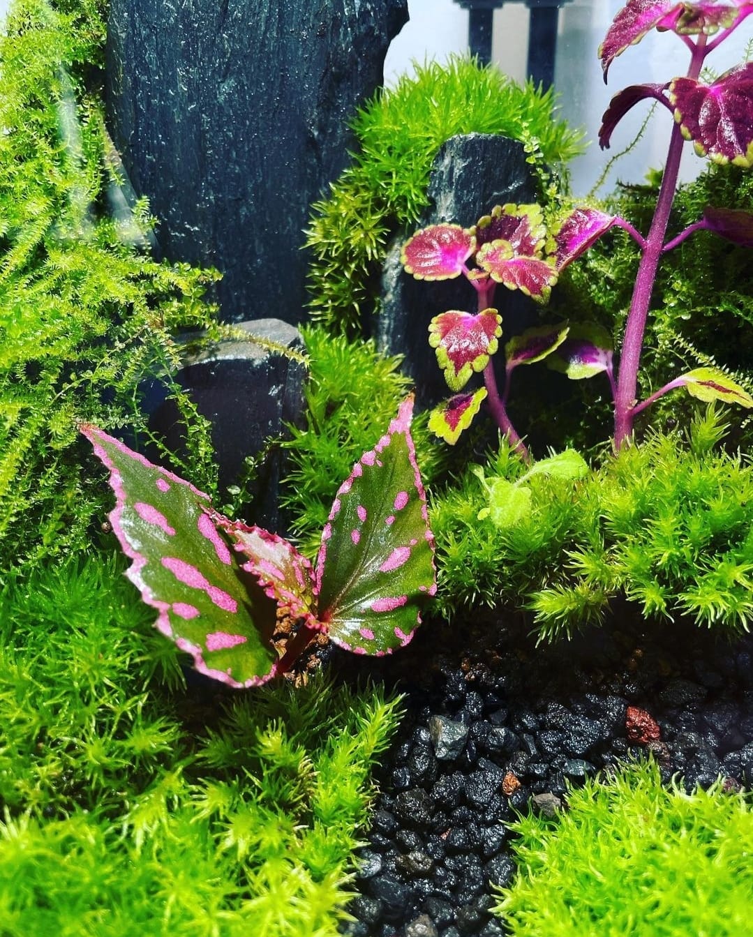 Black Box Collection Straight Large#008~唯一~