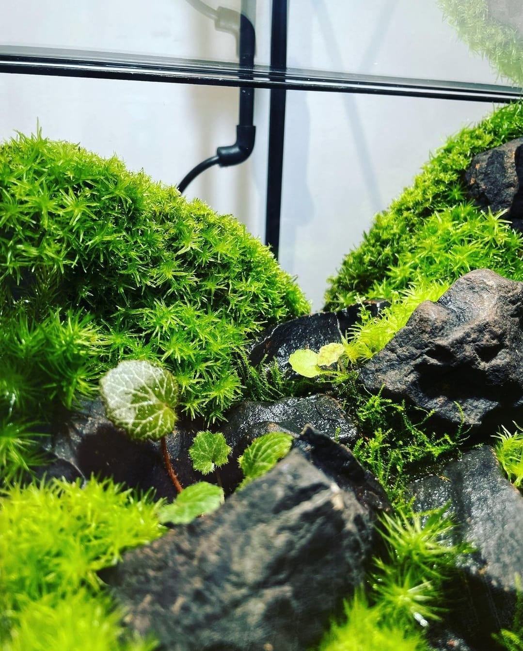 Black Box Collection Horizontal Large#006~晨曦~