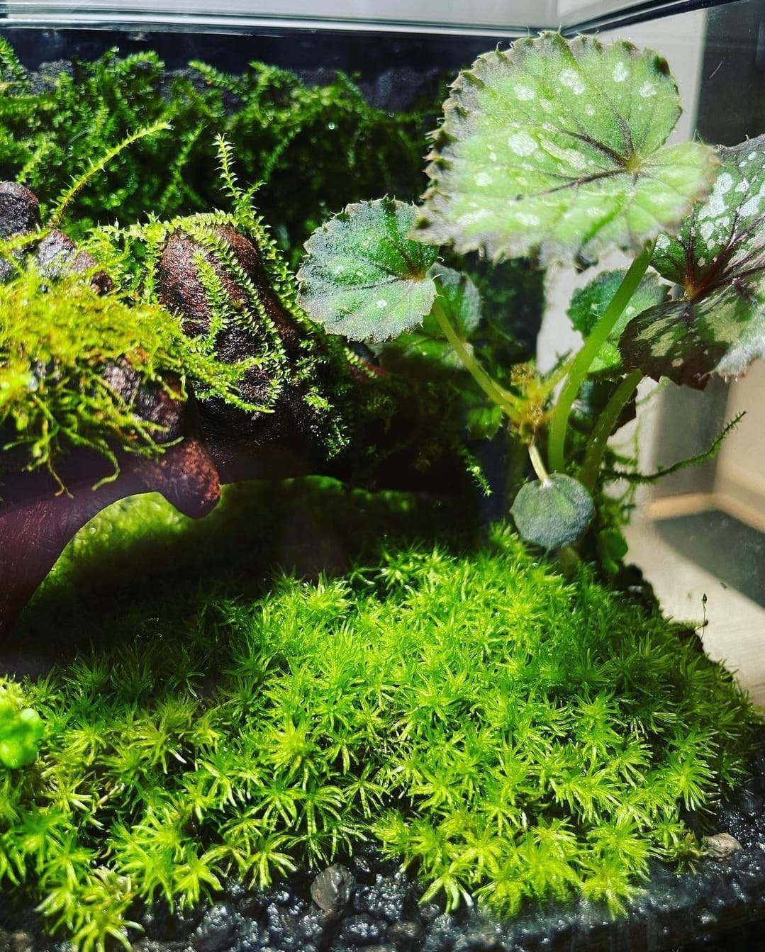 Black Box Collection Horizontal Large#007~熱帶森林~