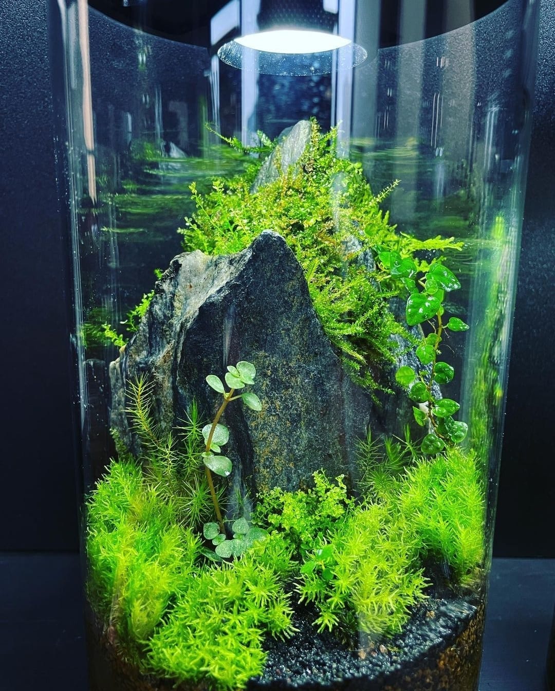 Cylinder Collection Terrarium(Medium)#004~山峰~