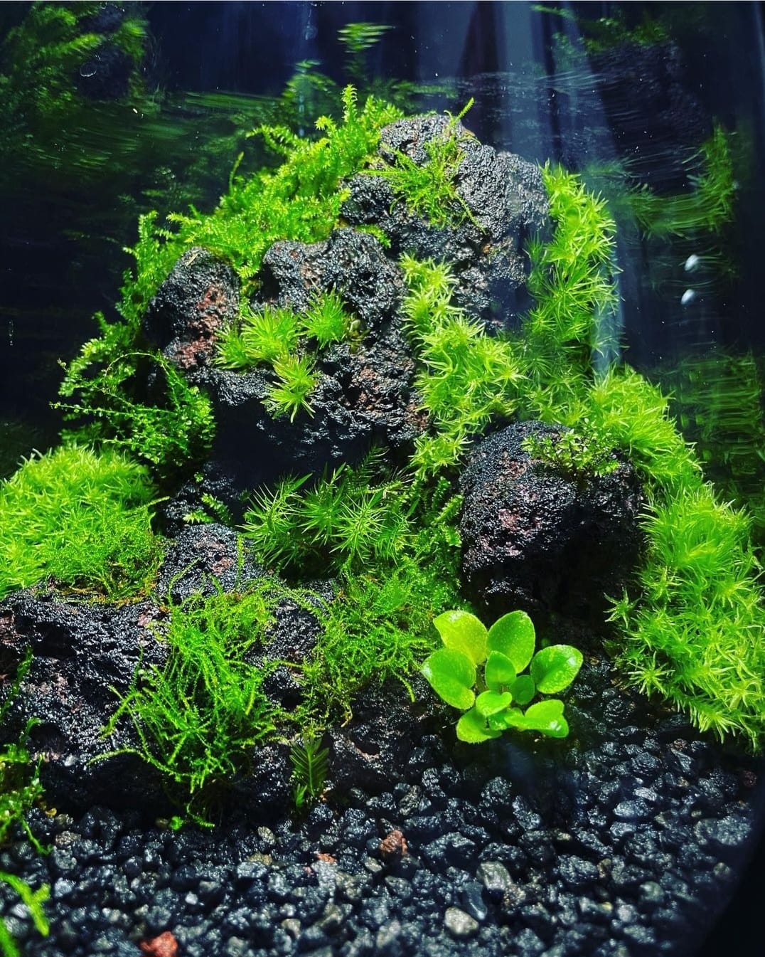 Helium Balloon Collection Medium#004~赤壁~