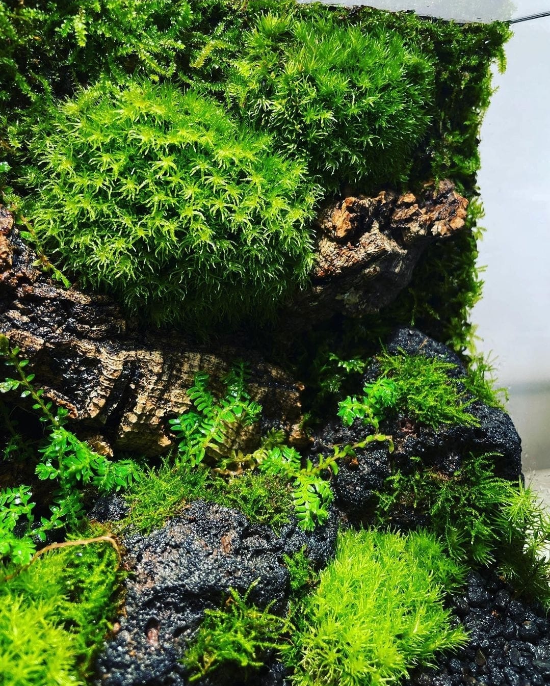 Black Box Collection Square Large#010~傳奇~