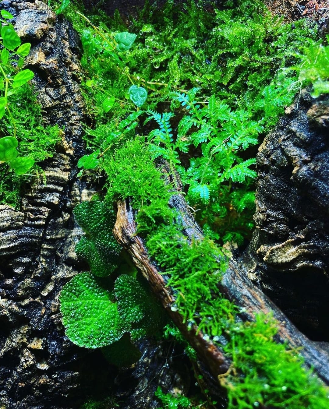 Vivarium Collection雨林缸 #001~幻境森林~