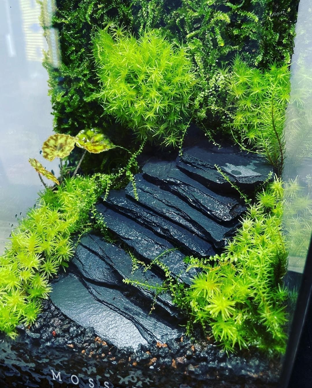 Black Box Collection Straight Large#010~梯級~