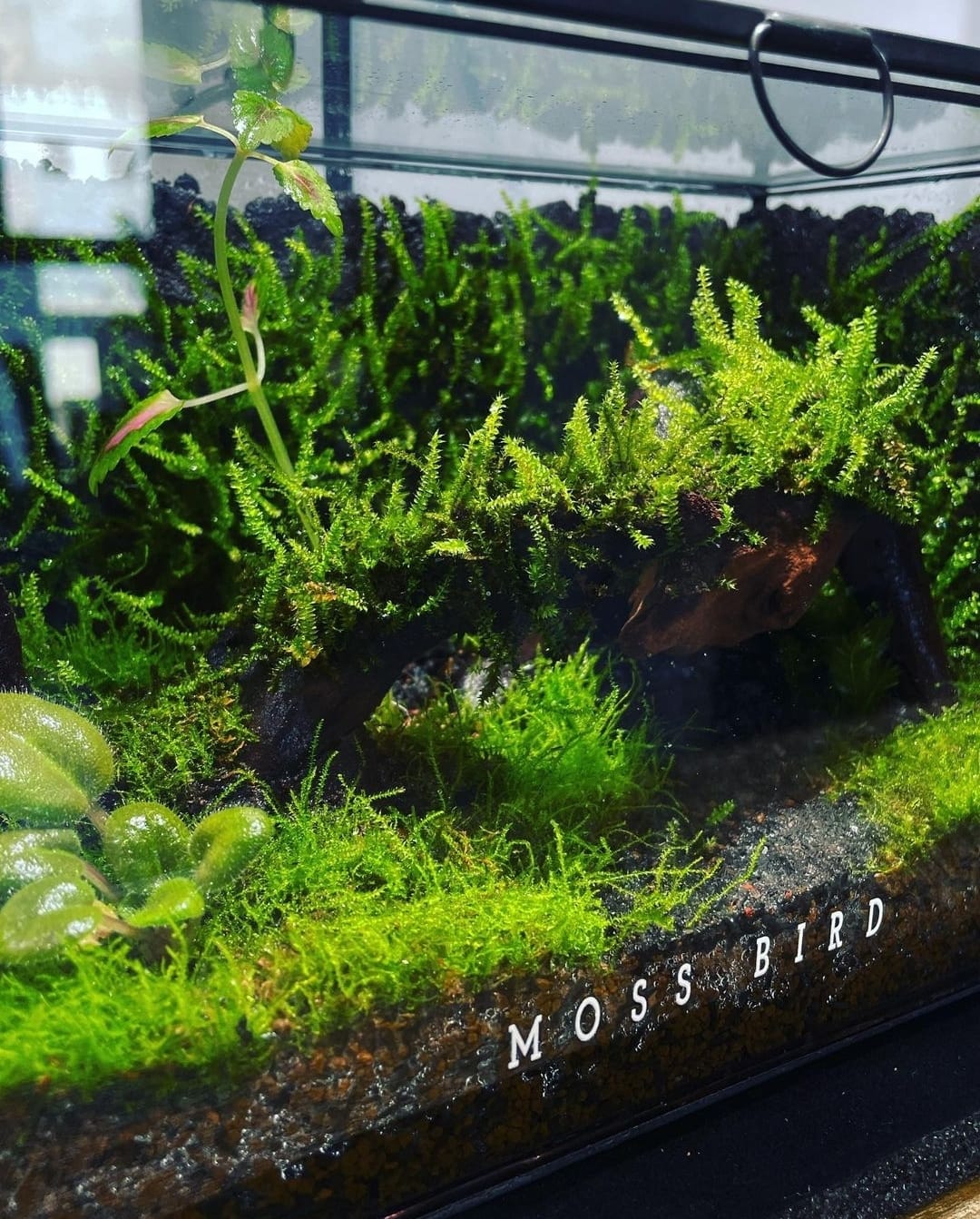 Black Box Collection Horizontal Large#010~熱帶森林~