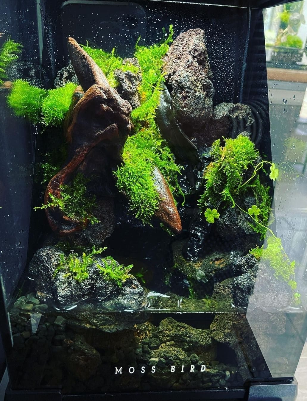 Moss Terrarium苔蘚微景觀#001~石溪之湖~