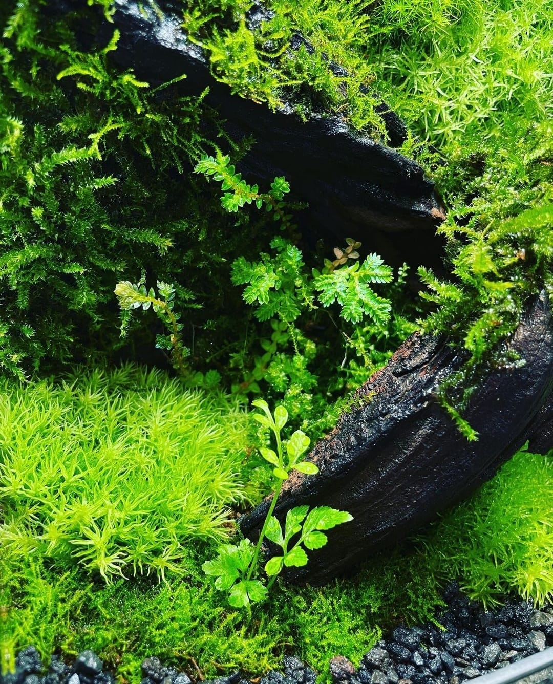 Black Box Collection Square Large#013~古樹~2.0