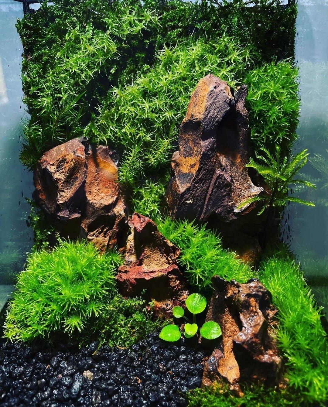 Black Box Collection Straight Large#011~夜夜星空~