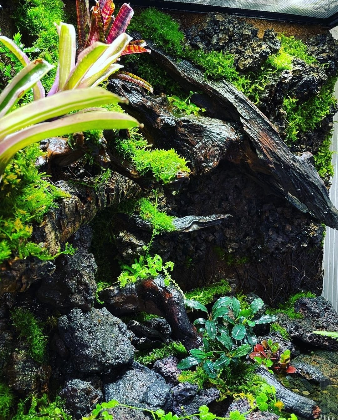 Vivarium Collection雨林缸#002~魔域森林~