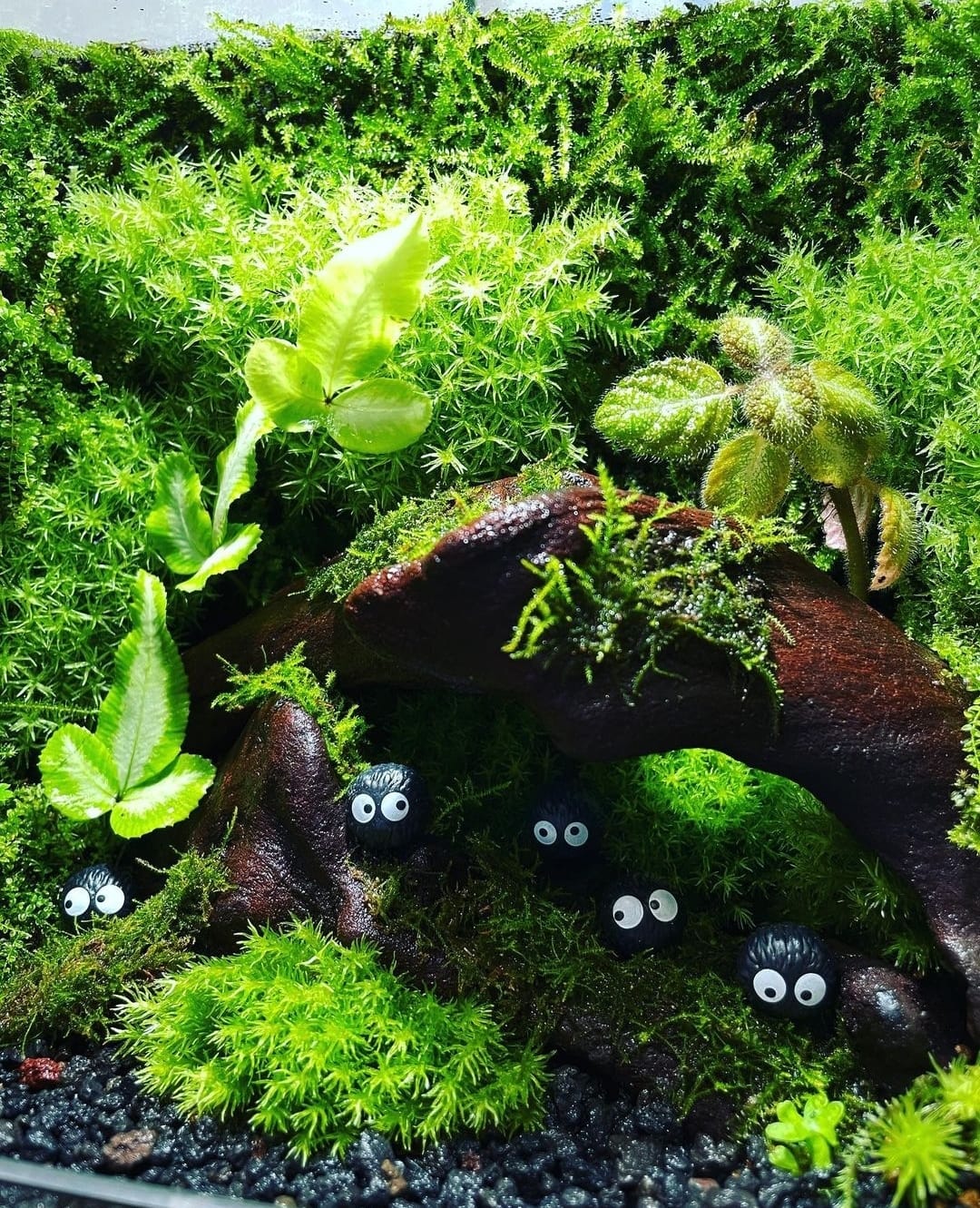 Black Box Collection Square Large#015~森之秋~