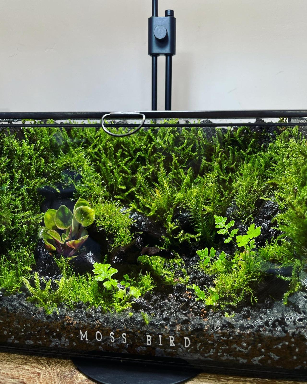 Black Box Collection Horizontal Large#011~秘密的森林~