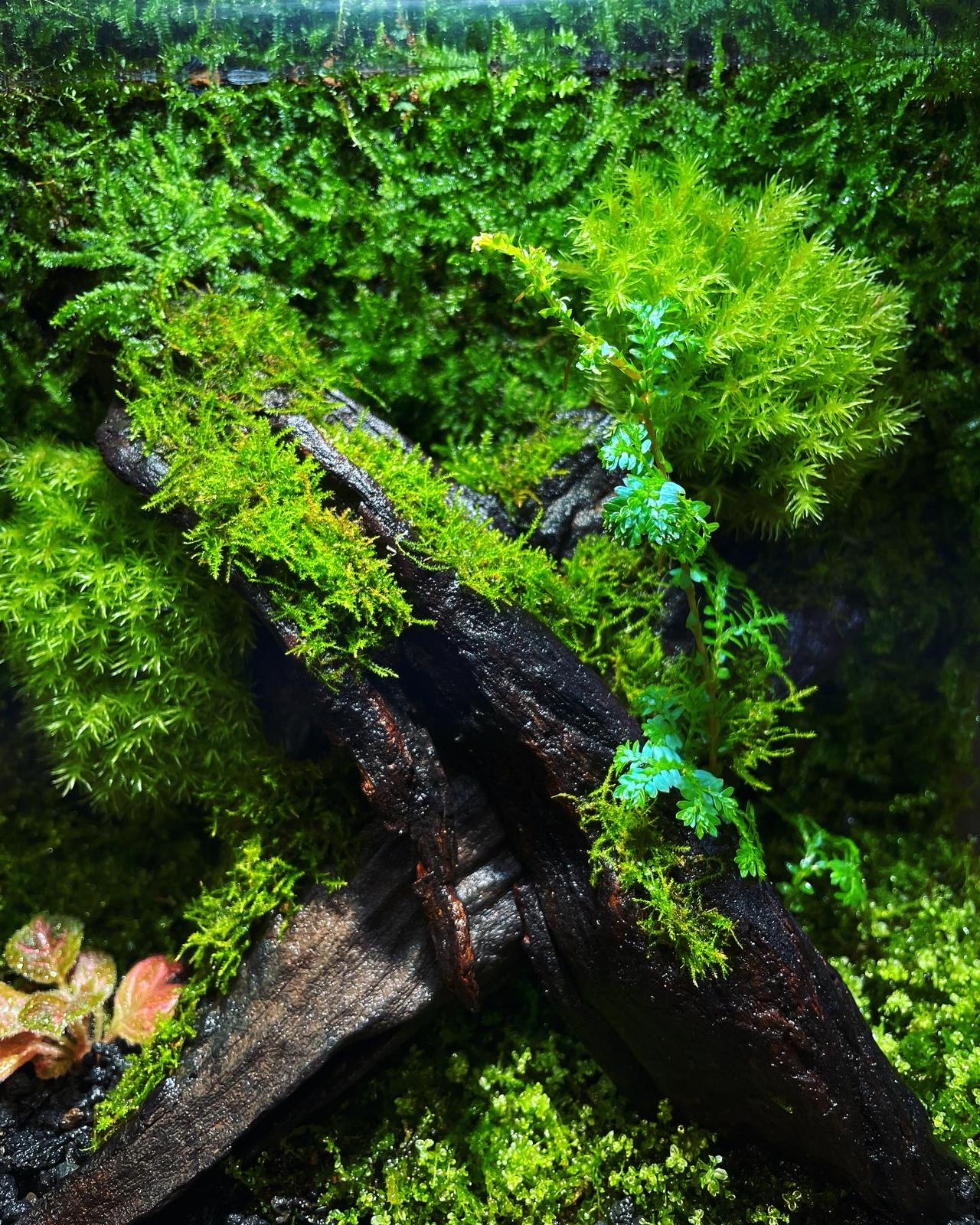 Black Box Collection Square Large#017~古樹 3.0~