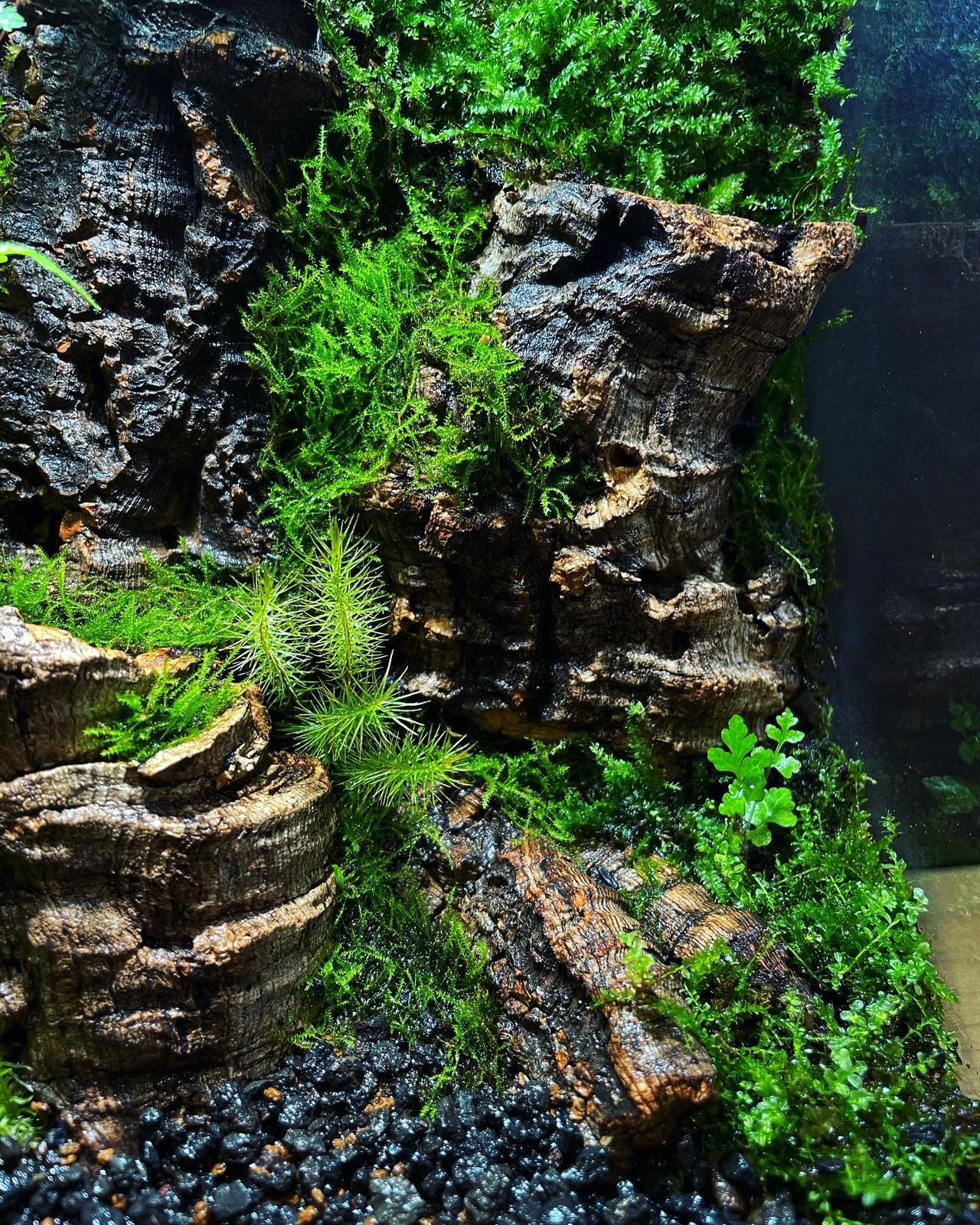 Black Box Collection Square Large#016~堡壘~