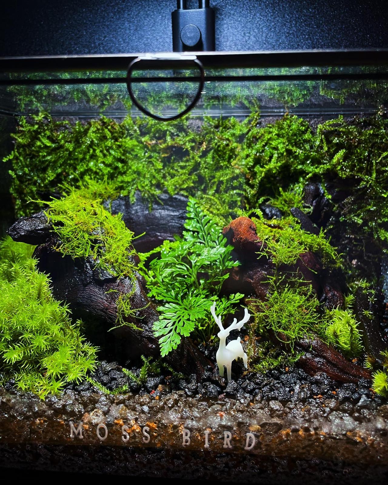 Black Box Collection Horizontal Large#012~神秘的角落~