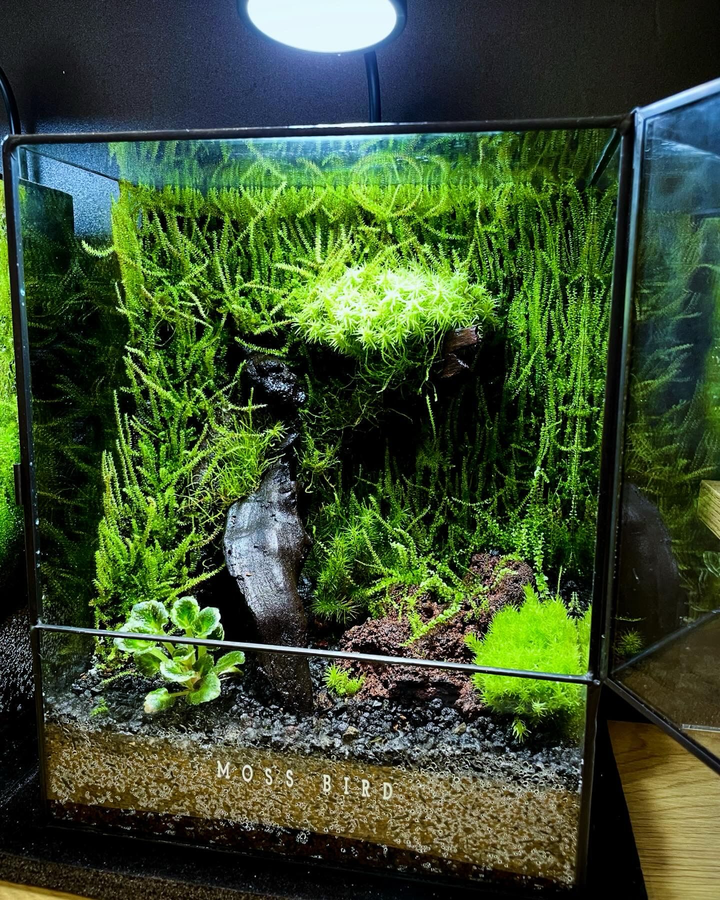 Black Box Collection Straight Large-SP001~古樹~