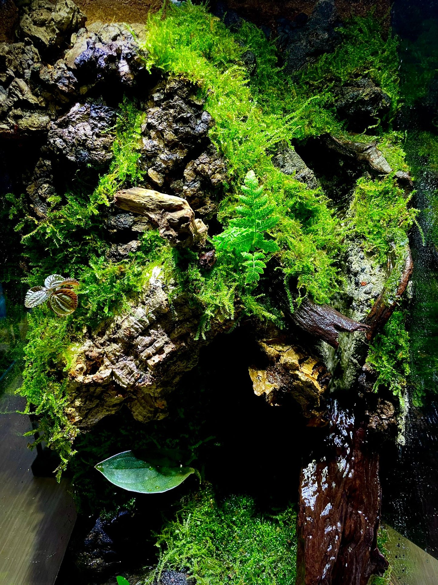 Vivarium Collection雨林缸#009