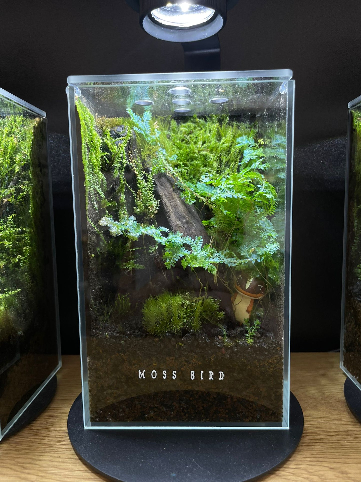 Forest Collection Straight Small #006 (角落生物)