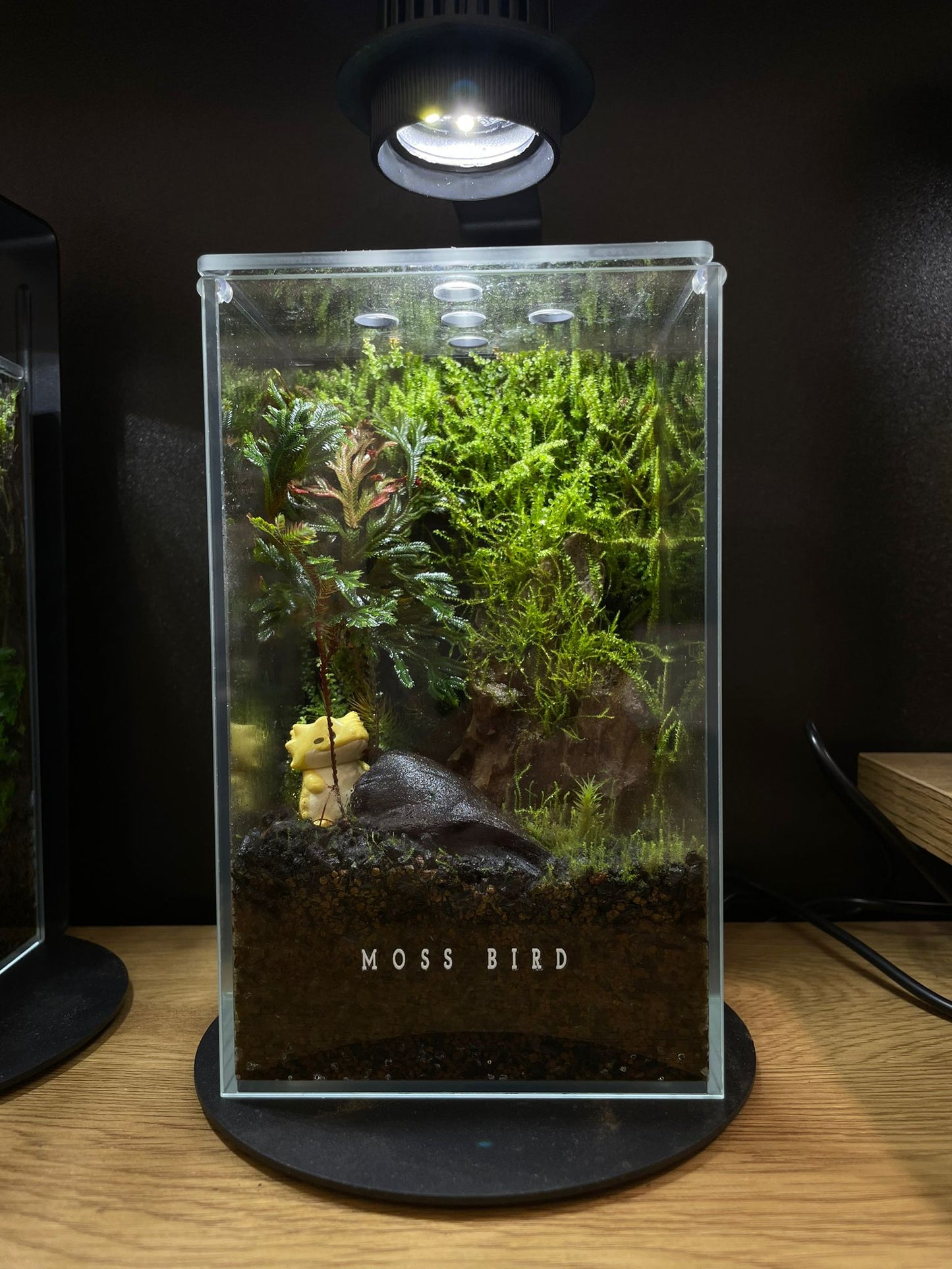 Forest Collection Straight Small#007(角落生物)