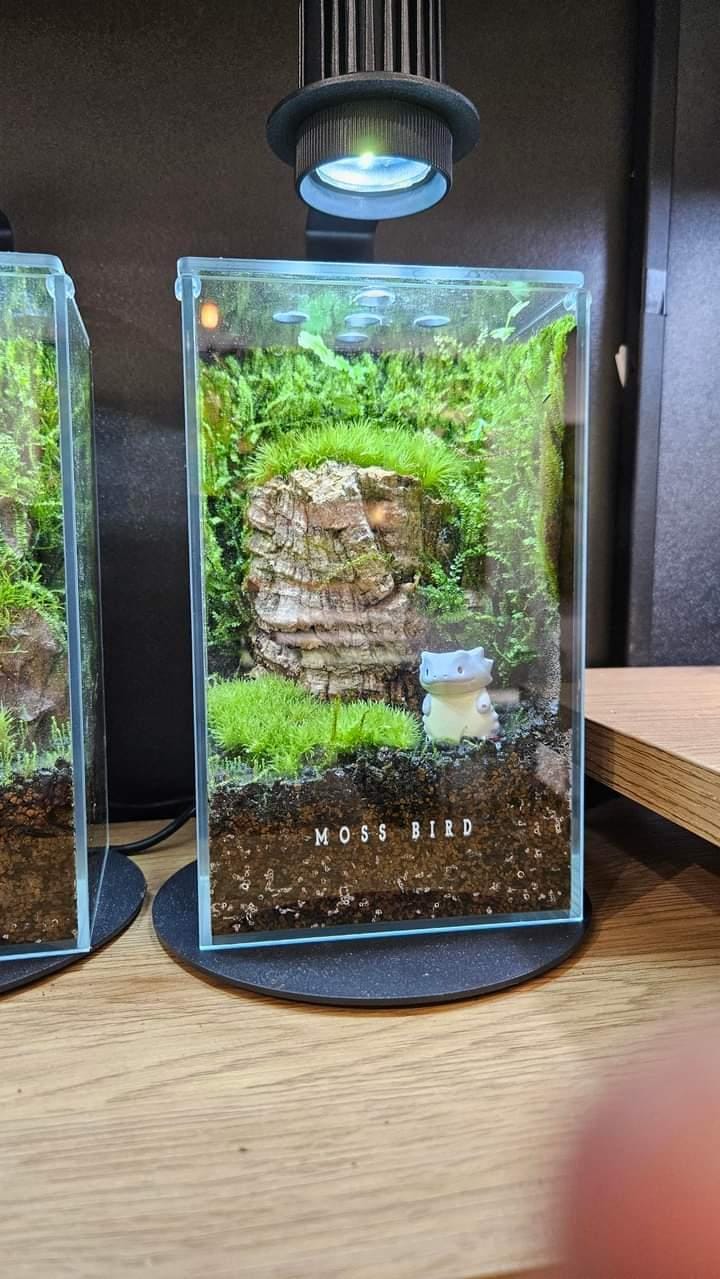 Forest Collection Straight Small#010(角落生物)