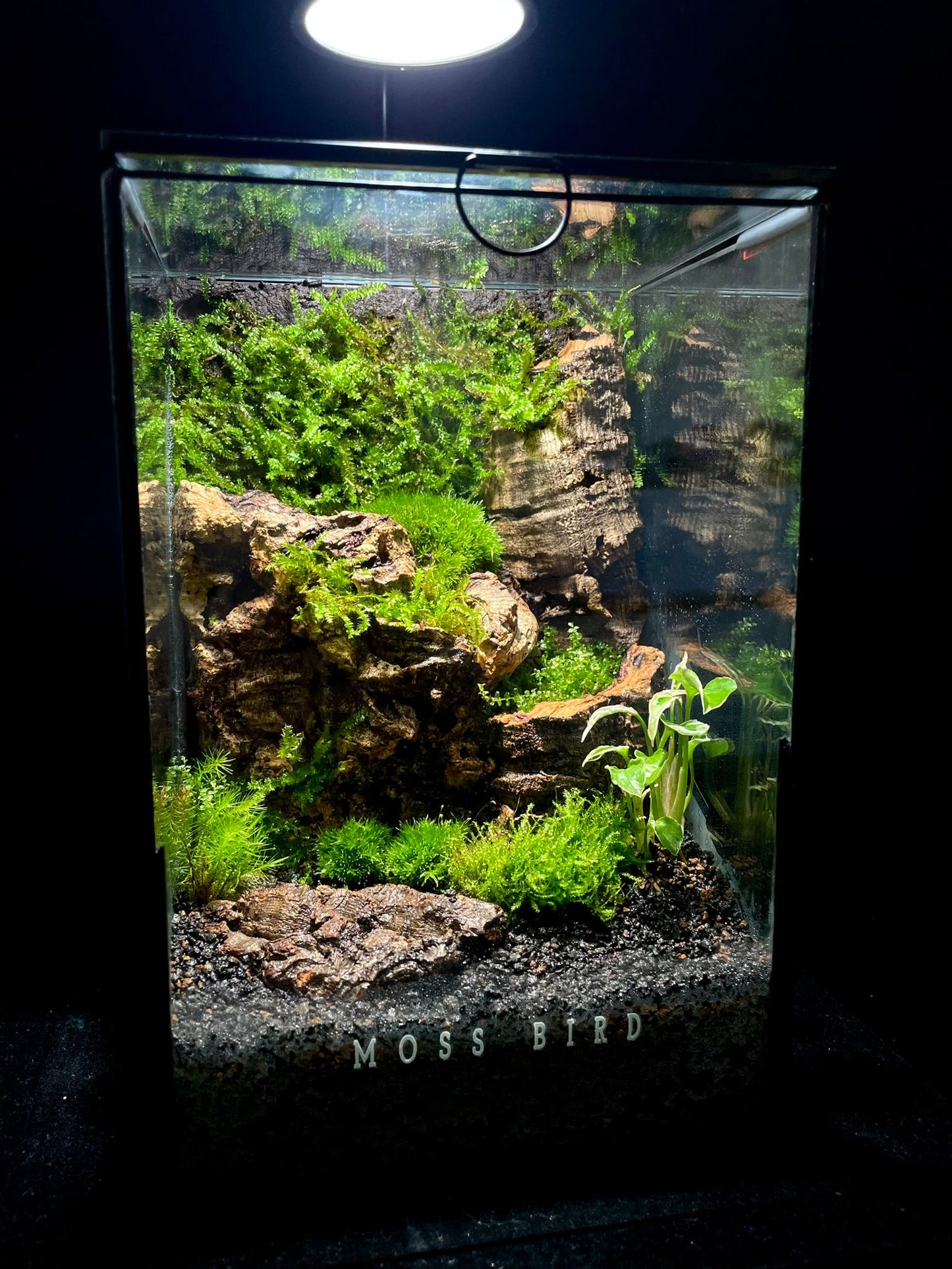 Black Box Collection Straight Large#014~高山峭壁~