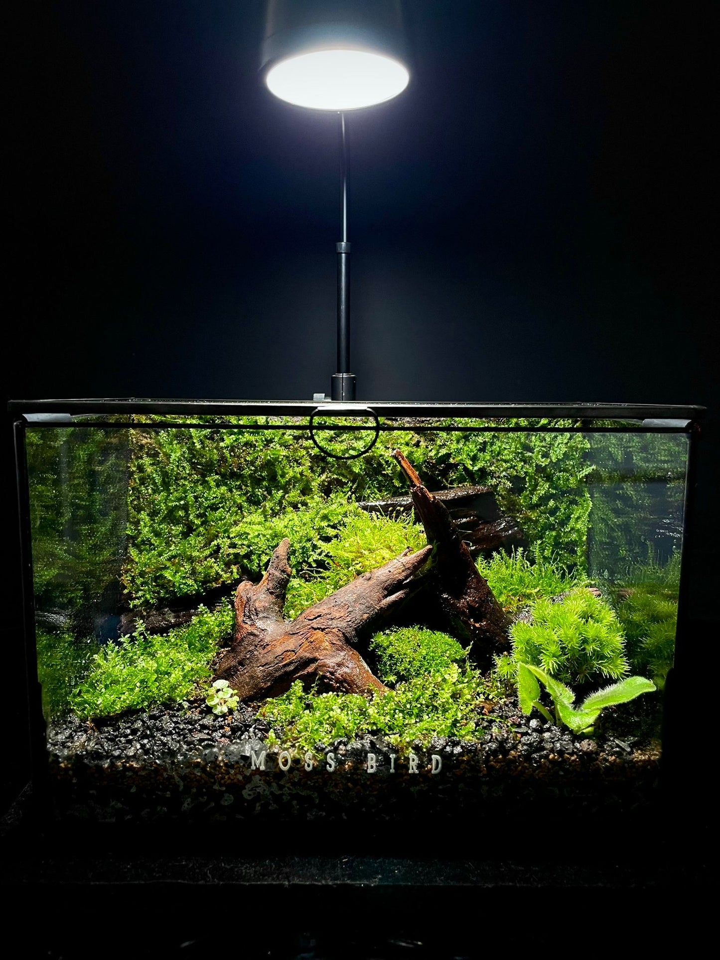 Black Box Collection Horizontal Large#015~熱帶森林~