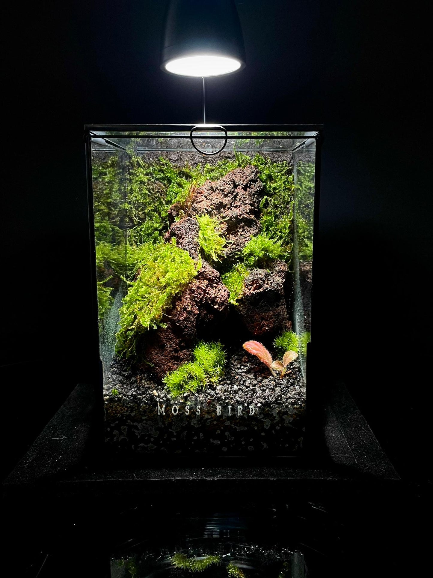 Black Box Collection Straight Large#015~赤壁~