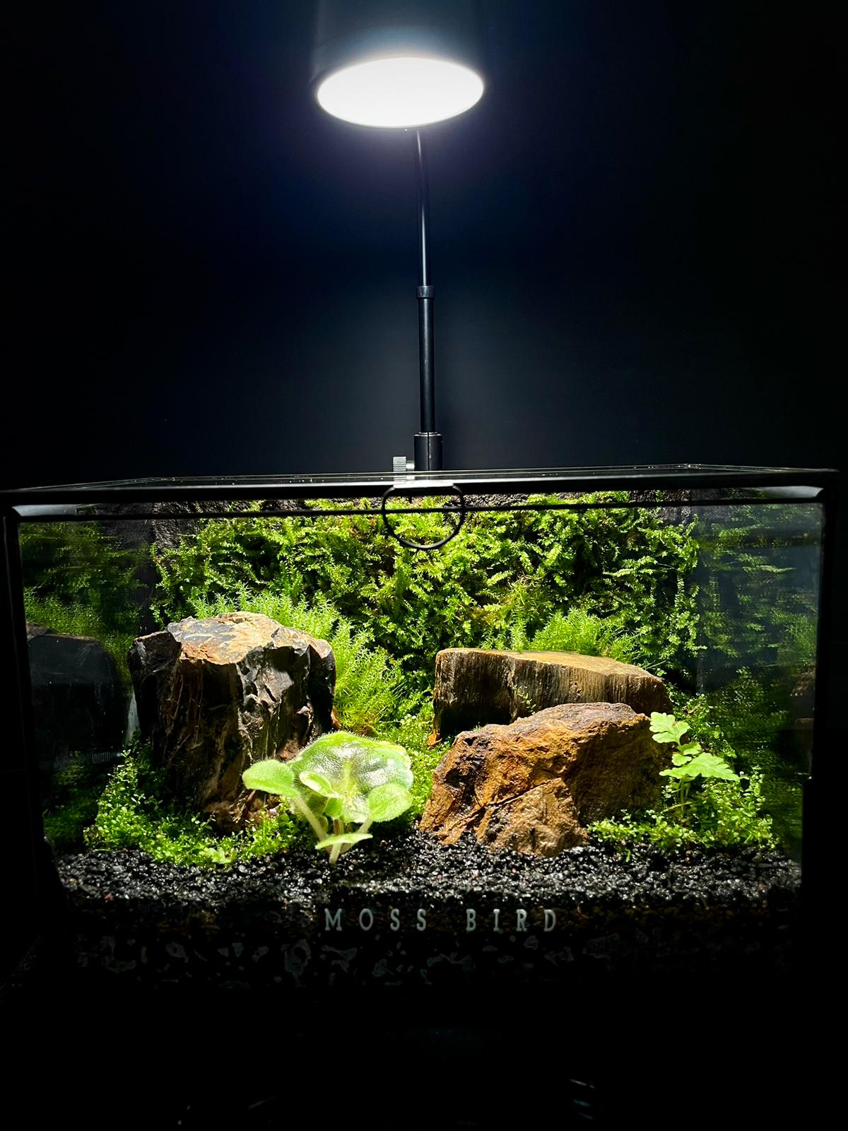 Black Box Collection Horizontal Large#013~石化森林~