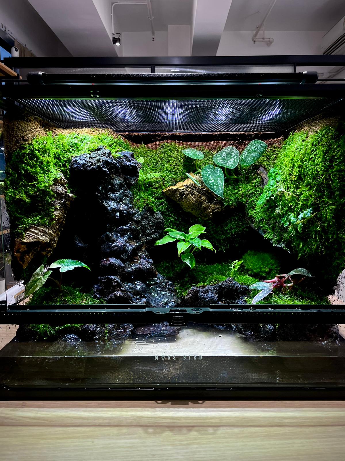 Customized Vivarium Collection