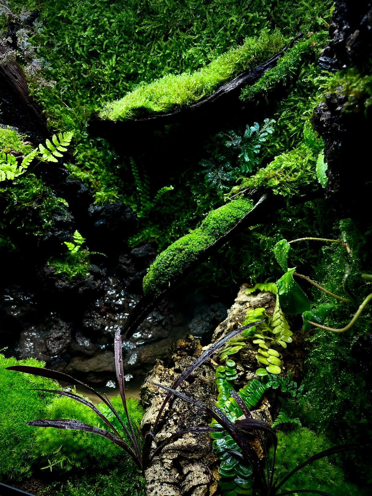 Vivarium Collection雨林缸#013~山澗溪流~