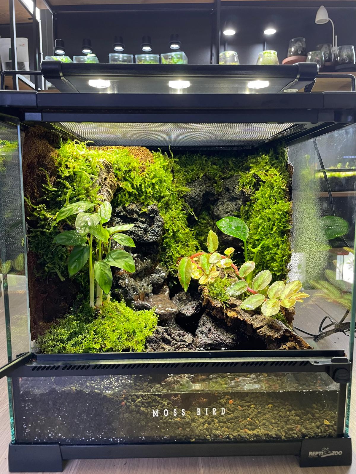 Vivarium Collection雨林缸#014