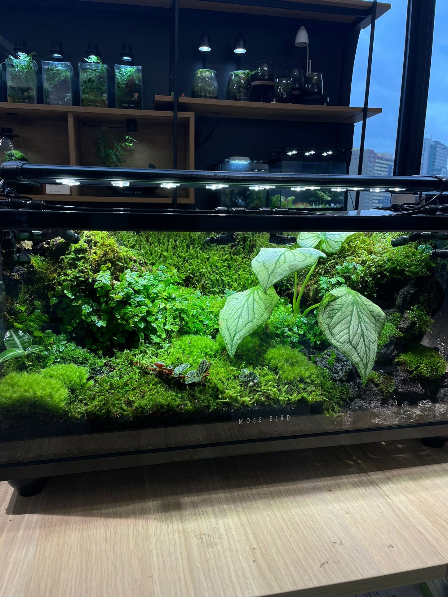 Customzied Vivarium Collection