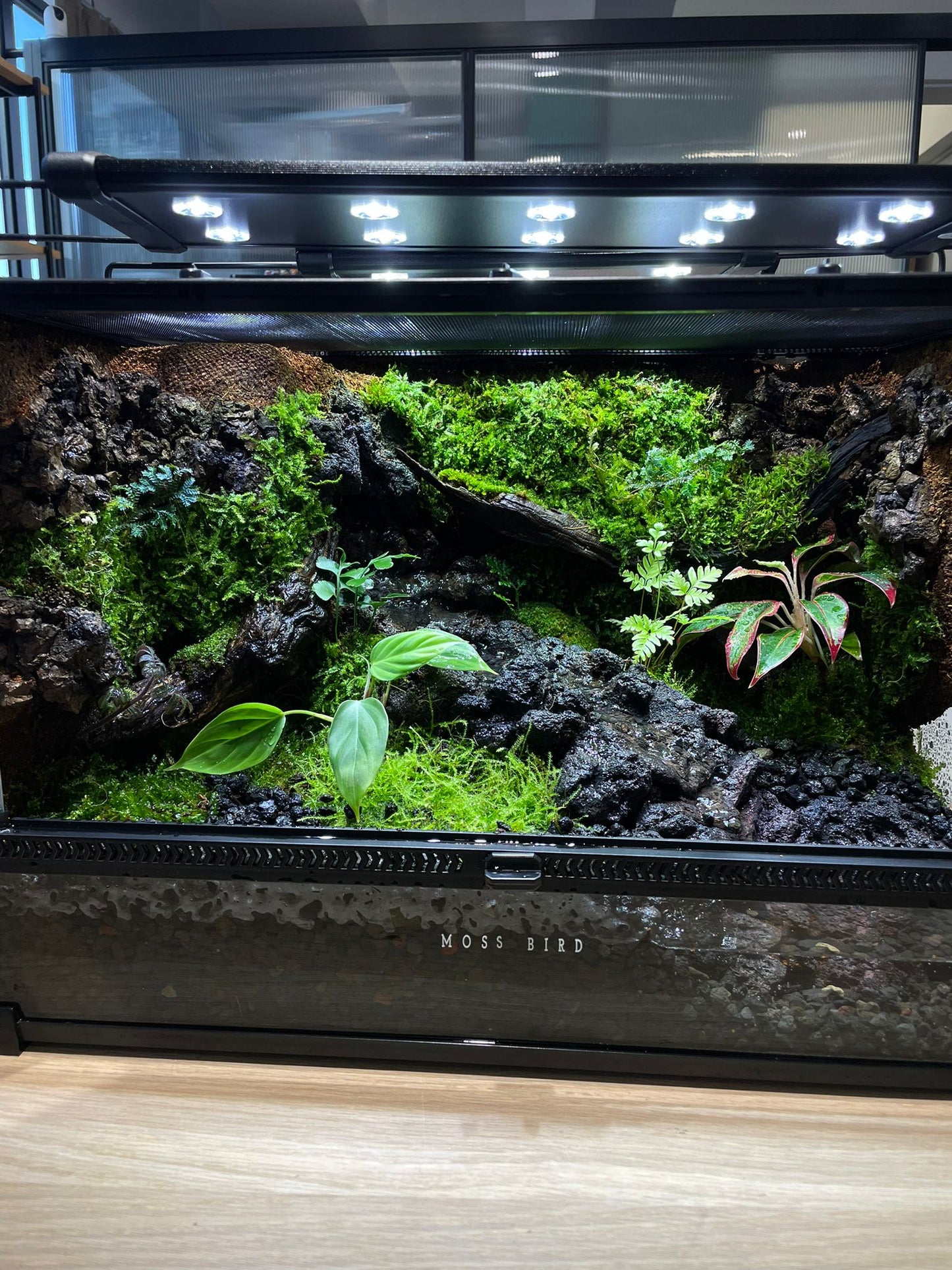 Customized Vivarium Collection