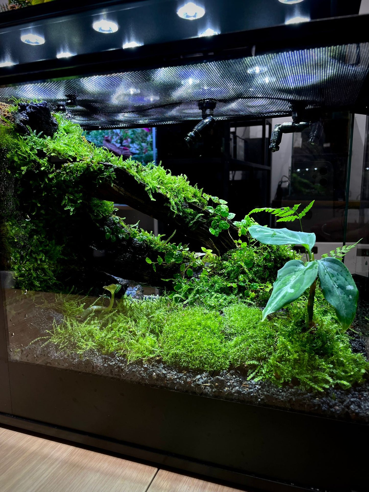 Paludarium Collection水陸缸#015