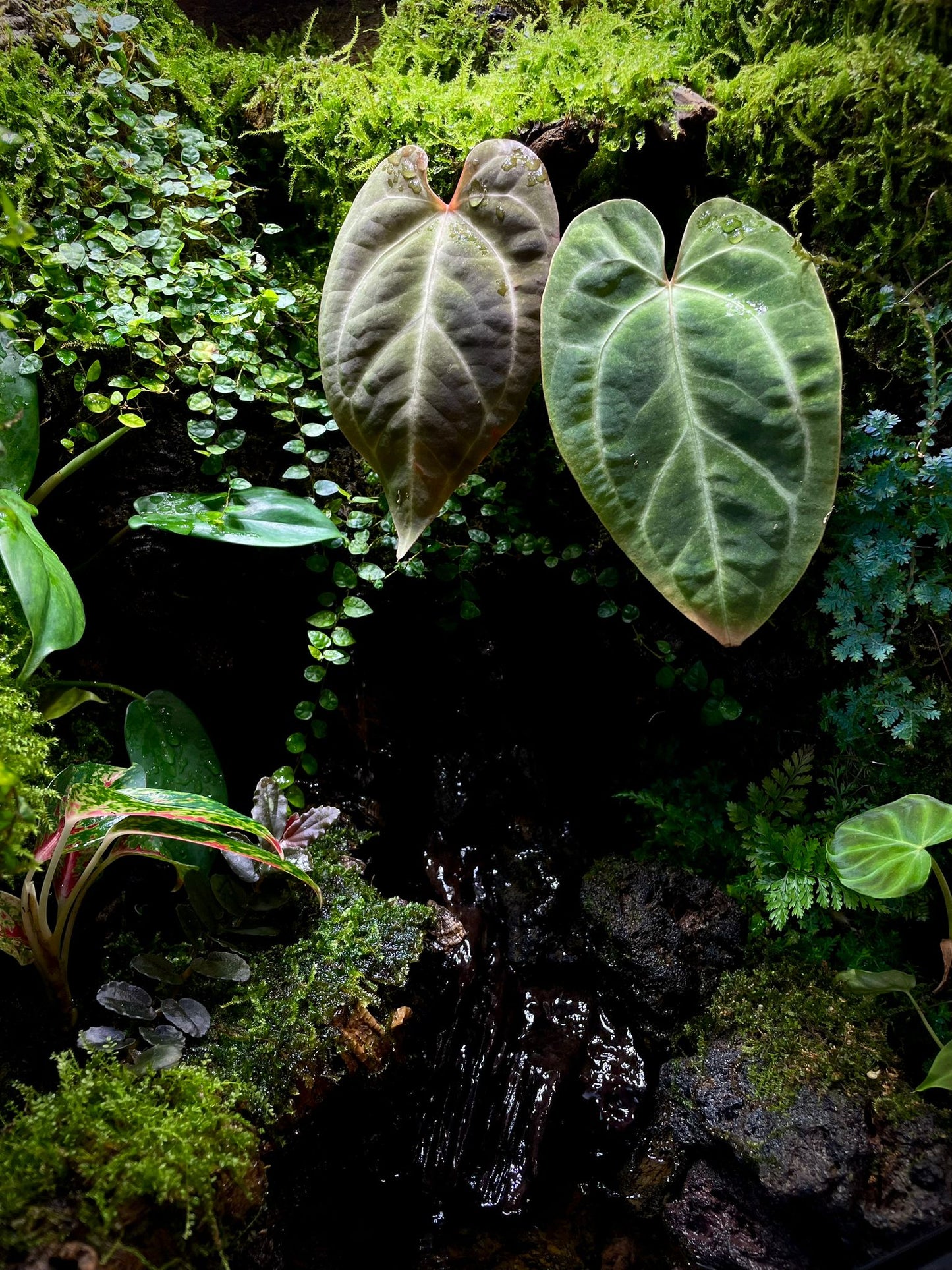 Vivarium Collection雨林缸#016