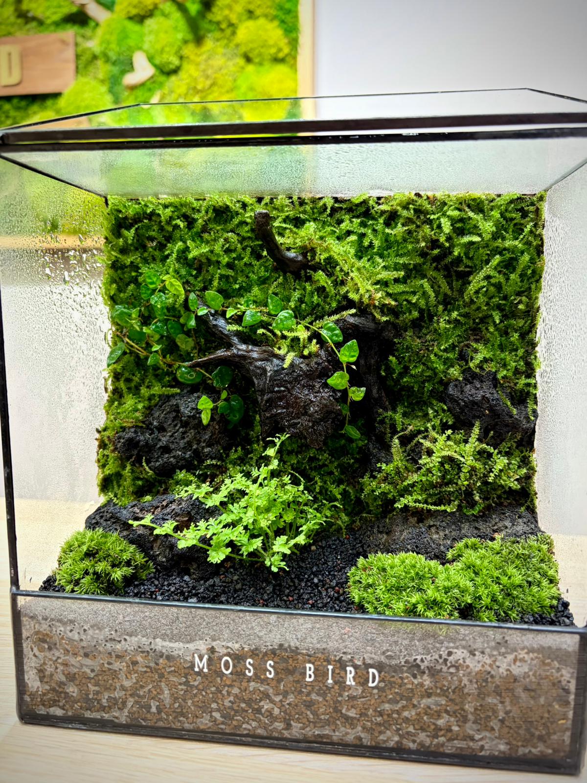 Black Box Collection Square Large#020