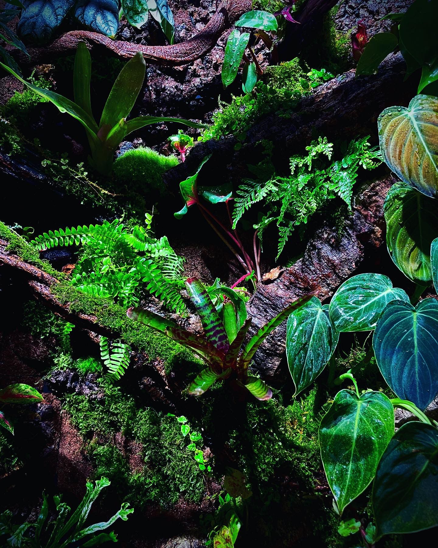 Customized ropical rainforest tank (熱帶雨林缸)