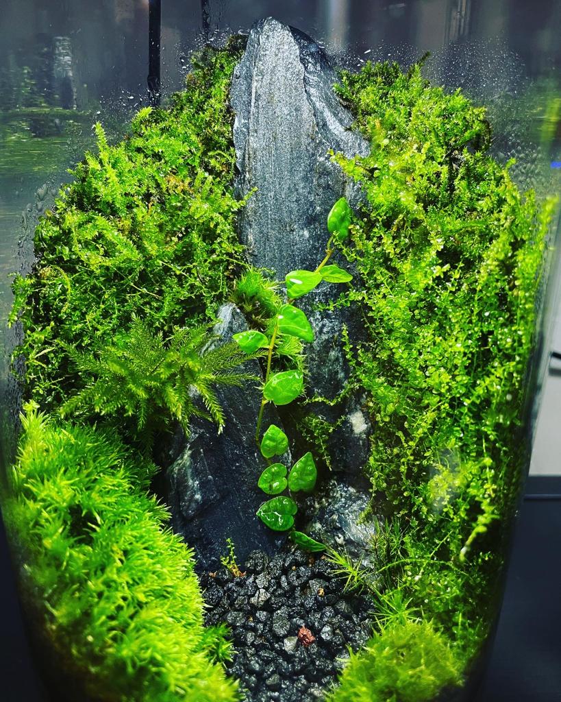 Cylinder Collection Terrarium (Medium)#002