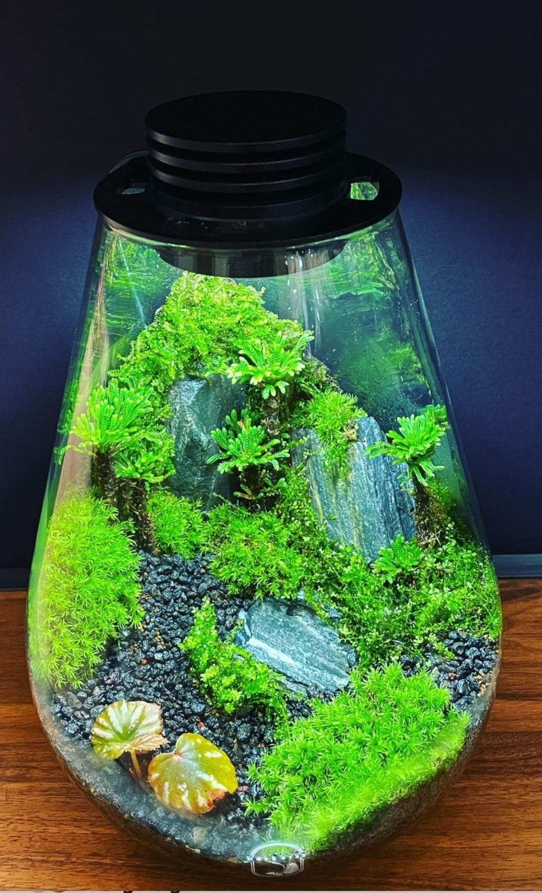 Helium Balloon Collection Large#003(Special Edition )