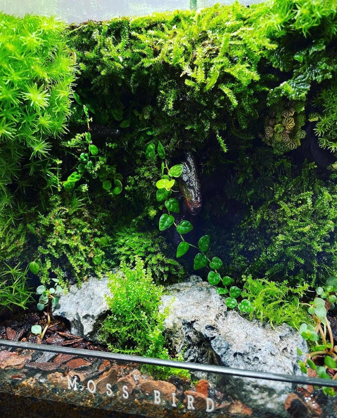 Black Box Collection Square Large#003~雨林~