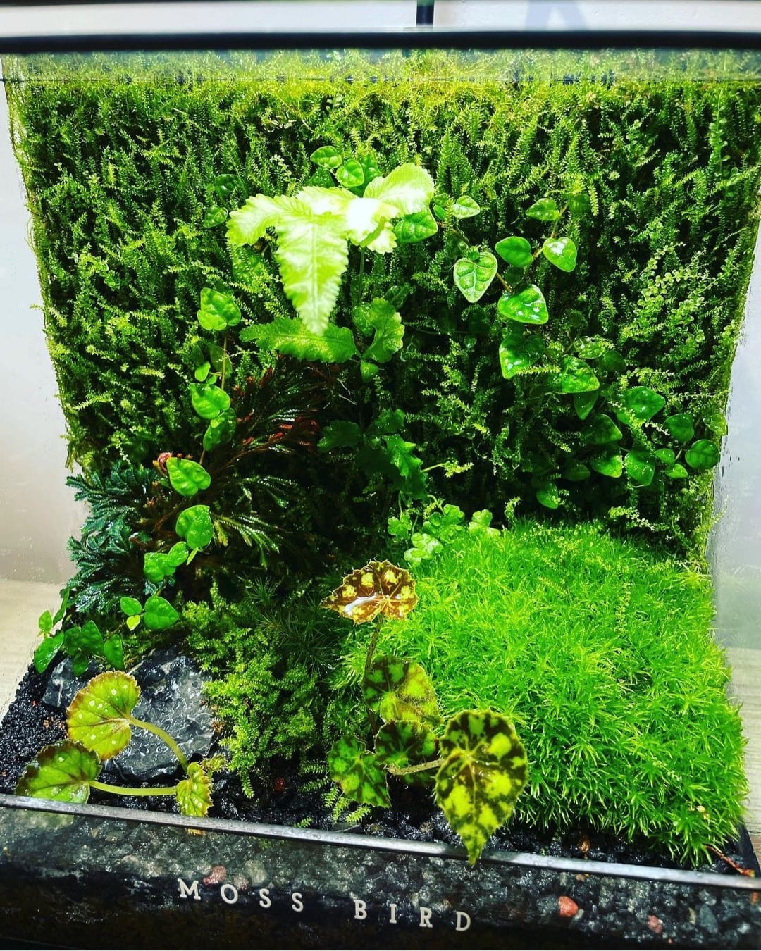 Black Box Collection Square Large#001~樂園~