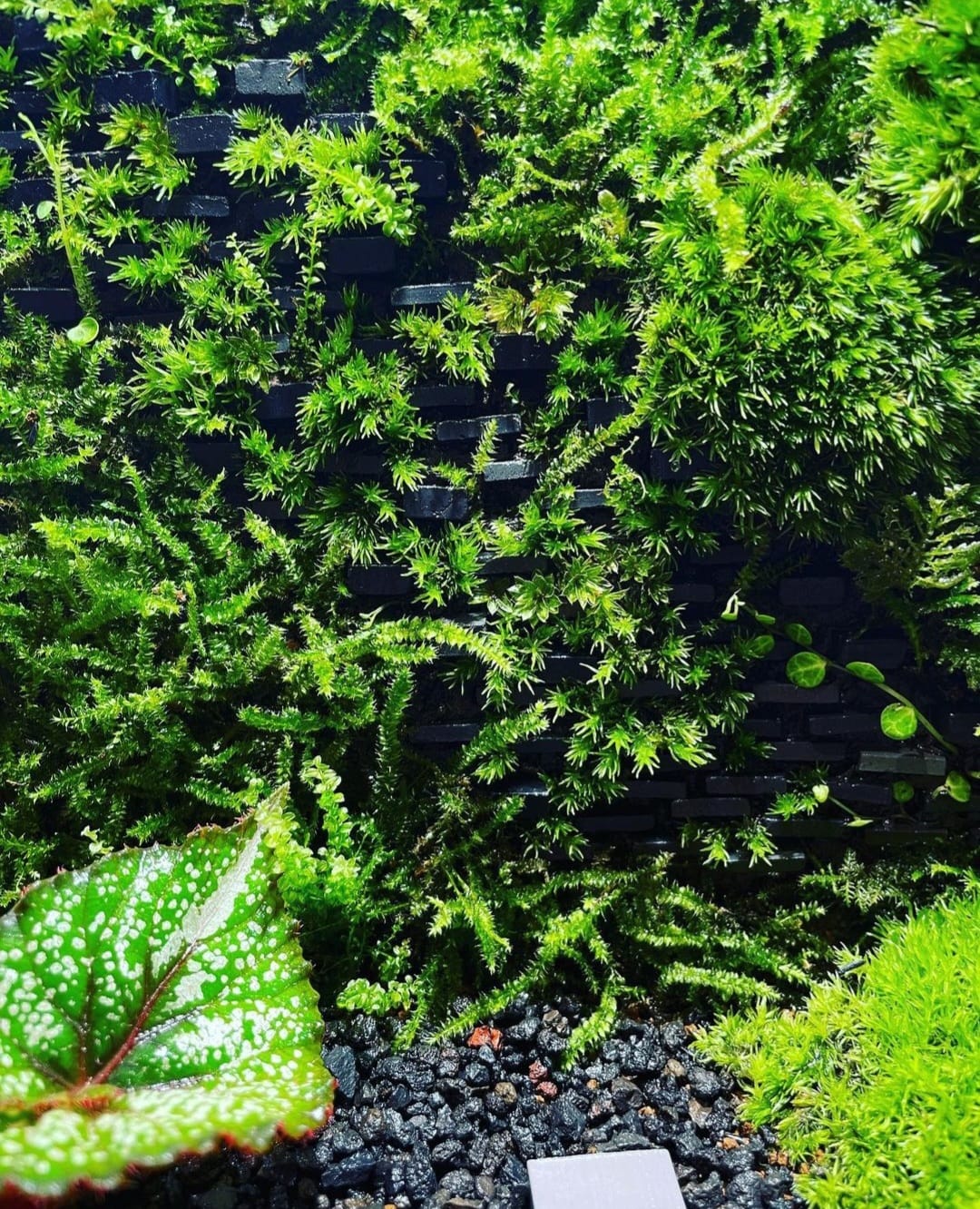 Black Box Collection Square Large#005~後花園~