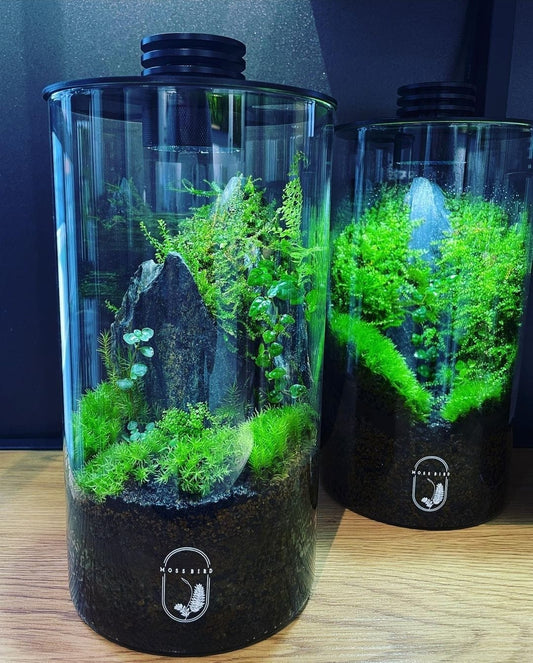 Cylinder Collection Terrarium(Medium)#004～山峰～