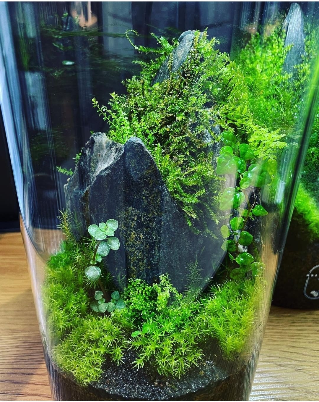 Cylinder Collection Terrarium(Medium)#004～山峰～